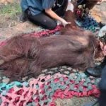Orangutan Jantan Ditemukan Lemas di Kebun Sawit Saat Hutan Terbakar, Kenapa Tak Ada Sumber Air?
