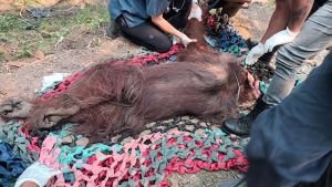 Orangutan Jantan Ditemukan Lemas di Kebun Sawit Saat Hutan Terbakar, Kenapa Tak Ada Sumber Air?