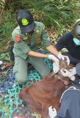 Orangutan Kalimantan Dievakuasi dari Perkebunan, Tiga Individu Dilepasliarkan di Gunung Palung