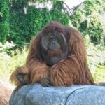 Orangutan Didi Sempat Keluar, Solo Safari Perketat Pengamanan