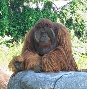 Orangutan Didi Sempat Keluar, Solo Safari Perketat Pengamanan