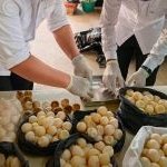 Telur Penyu Sambas Diperiksa, 1.190 Butir Tak Bisa Ditetaskan