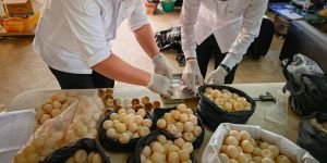 Telur Penyu Sambas Diperiksa, 1.190 Butir Tak Bisa Ditetaskan