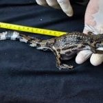 Buaya Sinyulong Muncul di Mempawah, Tiga Anakan Baru Menetas Buka Petunjuk soal Habitatnya