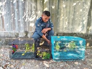 Beli Burung di Facebook? Cek 3 Hal Ini Sebelum Transaksi
