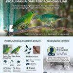 86 Cucak Ijo Diselundupkan ke Surabaya, 9 Ditemukan Mati, Seorang Pria Jadi Tersangka