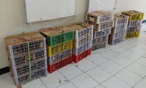 190 Burung Dibawa dalam 25 Box, 10 Ekor Mati, Perdagangan Satwa Dilindungi Dibongkar di Surabaya