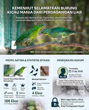 86 Cucak Ijo Diselundupkan ke Surabaya, 9 Ditemukan Mati, Seorang Pria Jadi Tersangka