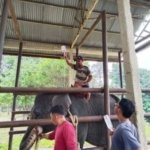 Gajah Diego PLG Minas Meninggal Mendadak, Padahal Sempat Kembali Lahap Makan