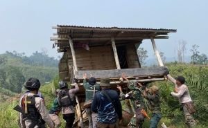 Aksi Besar di Jalur Gajah Mukomuko, 627 Sawit Dibabat, Ranjau Ditemukan