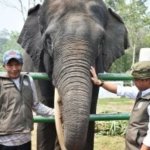 Gajah Sumatra Tak Kenal Batas Kawasan, Ini yang Jadi Masalah