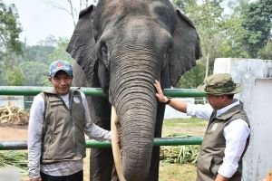 Gajah Sumatra Tak Kenal Batas Kawasan, Ini yang Jadi Masalah