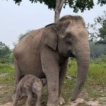 Bikin Gemas! Baru 20 Menit Lahir, Anak Gajah 129 Kg Sudah Berdiri
