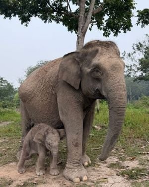 Bikin Gemas! Baru 20 Menit Lahir, Anak Gajah 129 Kg Sudah Berdiri