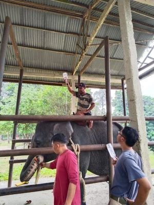 Gajah Diego PLG Minas Meninggal Mendadak, Padahal Sempat Kembali Lahap Makan