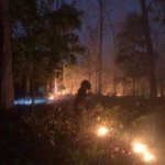 Baluran Dibakar Berulang, Pria Ini Mengaku Beraksi 4 Hari hingga Diamankan Petugas