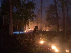Baluran Dibakar Berulang, Pria Ini Mengaku Beraksi 4 Hari hingga Diamankan Petugas
