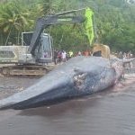 Paus Sperma 9,8 Meter Terdampar di Ternate, Sampai Pakai Ekskavator