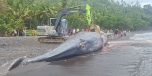 Paus Sperma 9,8 Meter Terdampar di Ternate, Sampai Pakai Ekskavator