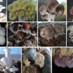 Jamur Ternyata Kaya Protein, Potensinya Tak Cuma untuk Lauk