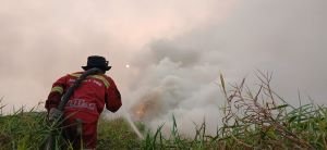 Hotspot Karhutla Naik, Tapi 2 Wilayah Ini Justru Turun Drastis