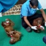 5 Bayi Orangutan di India, Ada Jejak Sumatera di Baliknya