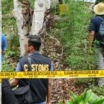 Ganja 2,82 Kg Dibongkar di Jayapura, Modusnya Tak Biasa, Ada yang Dibawa Naik Kapal, Ada yang Ditinggal di Bawah Pot