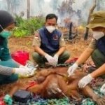 Karhutla Kalbar Mengganas, 24 Satwa Diselamatkan dari Kepungan Api