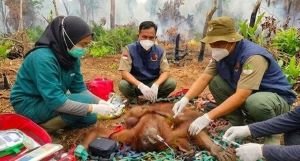 Karhutla Kalbar Mengganas, 24 Satwa Diselamatkan dari Kepungan Api