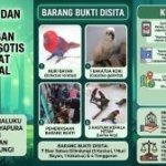 Burung Dilindungi Dijual Lewat Facebook, Transaksi COD Malam Hari Buka Jejak Pemasok Misterius di Papua