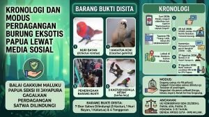 Burung Dilindungi Dijual Lewat Facebook, Transaksi COD Malam Hari Buka Jejak Pemasok Misterius di Papua