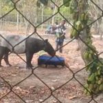 Tapir Betina Terjebak di Kebun Sawit Mesuji, Cuma 800 Meter dari Tol