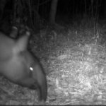 Dua Tapir Terekam Tengah Malam di Mesuji, Kemunculannya Ungkap Kondisi Hutan Register 45