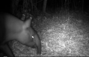 Dua Tapir Terekam Tengah Malam di Mesuji, Kemunculannya Ungkap Kondisi Hutan Register 45