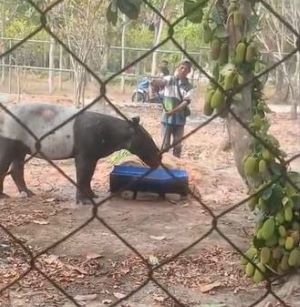 Tapir Betina Terjebak di Kebun Sawit Mesuji, Cuma 800 Meter dari Tol