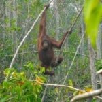 Orangutan Terancam Karhutla, Pemerintah Minta Warga Jadi Mata Pertama Penyelamatan