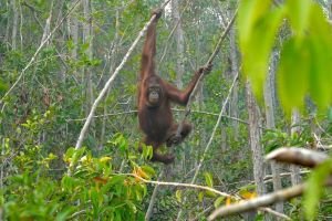 Orangutan Terancam Karhutla, Pemerintah Minta Warga Jadi Mata Pertama Penyelamatan