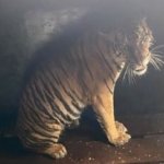Harimau Sumatra Diduga Penyerang Manusia Ditangkap, Hasil Tes DNA Jadi Penentu?