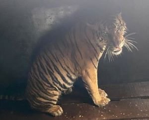Harimau Sumatra Diduga Penyerang Manusia Ditangkap, Hasil Tes DNA Jadi Penentu?