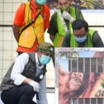 Orangutan Heera Dipulangkan dari India, Siap Jalani Rehabilitasi
