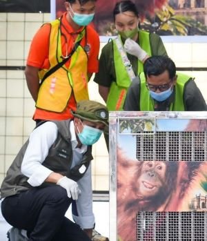 Orangutan Heera Dipulangkan dari India, Siap Jalani Rehabilitasi
