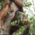 15 Tahun di Hutan Jantho, Marconi Terpantau Bawa Anak