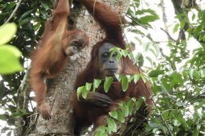 15 Tahun di Hutan Jantho, Marconi Terpantau Bawa Anak