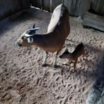 Anak Banteng Jawa Lahir Lagi di Pangandaran, Sinyal Kebangkitan Satwa yang Sempat Hilang 23 Tahun