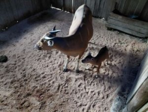 Anak Banteng Jawa Lahir Lagi di Pangandaran, Sinyal Kebangkitan Satwa yang Sempat Hilang 23 Tahun