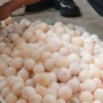 Belum Menetas Sudah Diperdagangkan, 534 Telur Labi-labi Diamankan di Mimika
