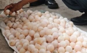 Belum Menetas Sudah Diperdagangkan, 534 Telur Labi-labi Diamankan di Mimika